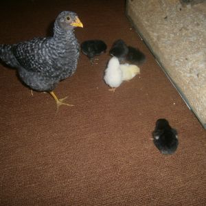 Nugget and the chicks!!