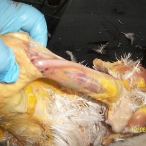 Grasp entire skin and pull up and off the neck, sever the neck below the head....