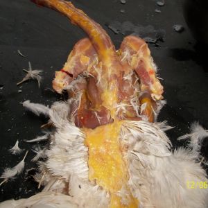 After detaching head from neck, grasp hide and pull straight down the back hard, clear to the tail.