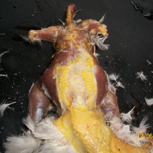 Skin has been removed all the way to the tail head.