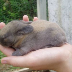 Holland Lop bunny