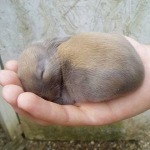 Holland Lop bunny