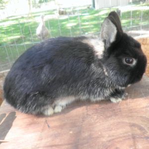 Netherland Dwarf buck