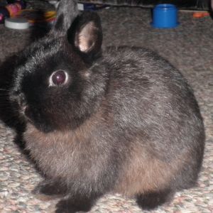 Netherland Dwarf doe