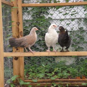 An outside roost, they seem to like sleeping outside when it is hot