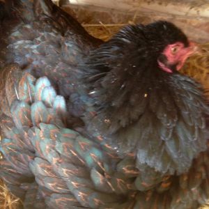 Broody girl