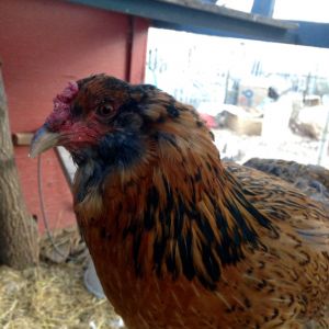 Little One, lost her muff due to molting