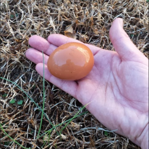 This is our 1st Golden comet egg. Its HUGE compared to our Ameraucana's eggs