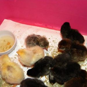 12/7 Large mix of purebred babies