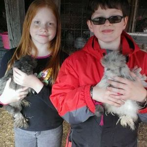 Dani with BIlly Idol our silkie roo and my nephew Gus with his silkie Twichy.