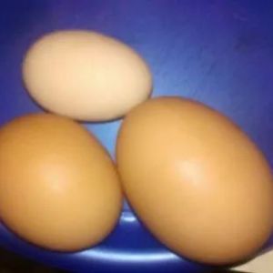 a variety of my the first eggs we got in our foray into chickens.