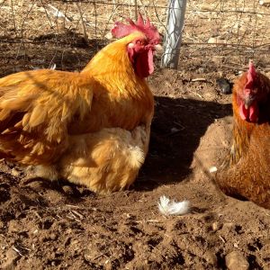Rocco with Saffron one of our Welsummer hens dust bathing.