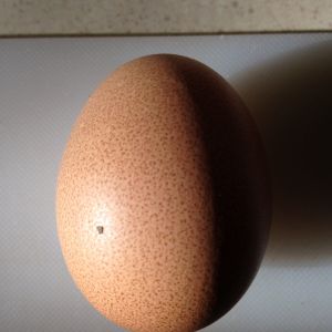 Speckled egg laid by one of our Welsummer's.