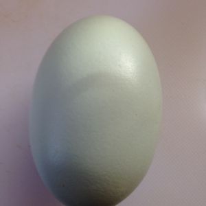 Green egg laid by one of our Easter Eggers