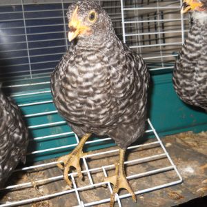 past chicks i love. its been a while and iam up to 23 chicken . silkies frizzles one polish  few silkie mixs.all time fav is my frizzles always .and i love the look of a frizzle bardrock. MY chicken math is all over the place put it has been fun. i will have to sell or place a few chickens that do not have feathers on there feet. as thats what i want in my coop to breed. just haveing fun...