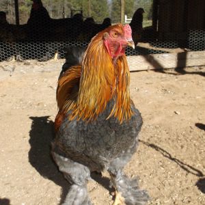 My Blue Partridge Cockerel