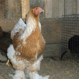 Pullet