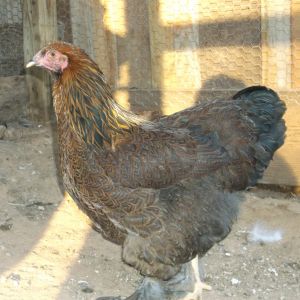 Gold Partridge pullet