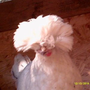 polish pullet
