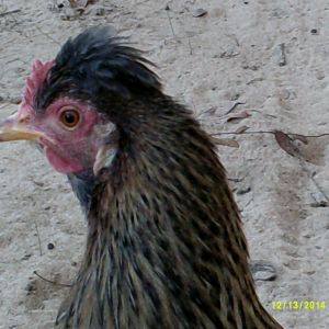 crested cream leg bar(shelley)