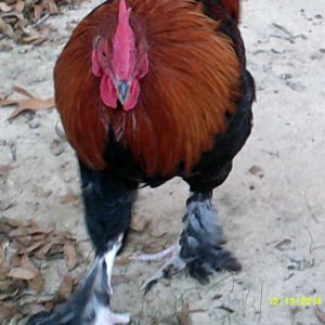 Marans