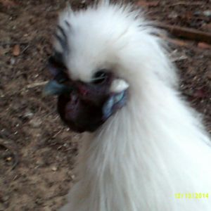 silkie cockerel