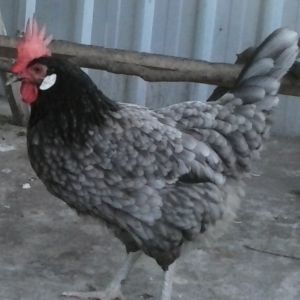 18 month old Andelusian hen