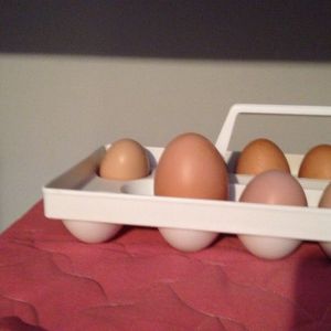 The largest egg "Misty" laid so far!!