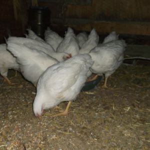 9/28/14, 7 week old meat birds.