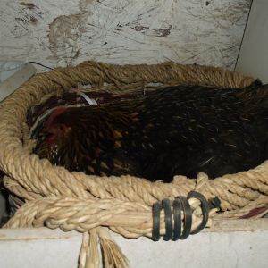 Darla sitting on 13 eggs. 10-22-14