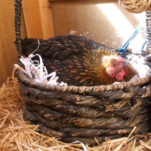 Ditzy ended up hatching 1 but the other hen or chicks killed it. She stayed broody for another month, but didn't hatch anything.