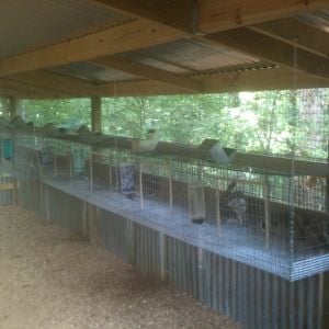 rabbit cages