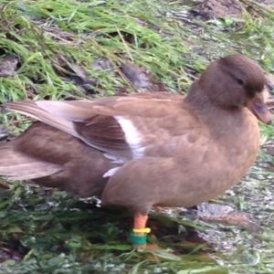 Khaki Hen