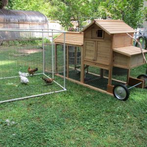 Because he said it would be TEOTWAWKI before he agreed to chickens on the property ... do you see chickens? :)
