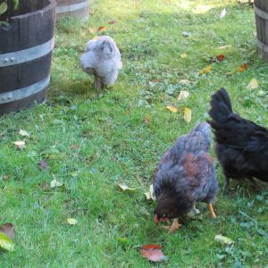 Black Laced Red Wyandotte, Marans, Lavender Orpington