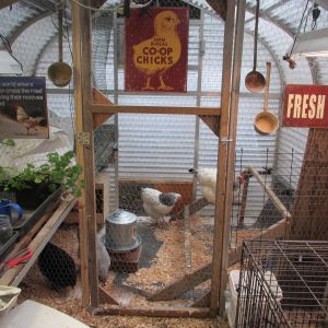 The greenhouse was 8 x 12.  DH sectioned off the last 5 feet for the coop.