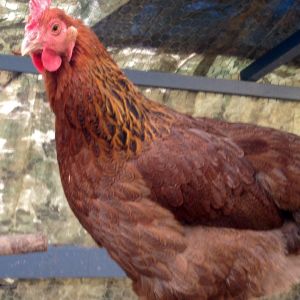 Nutmeg