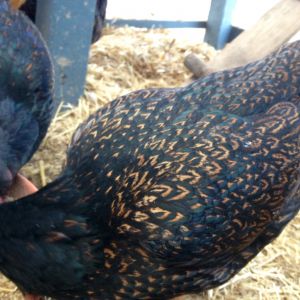 We believe this girl is a cornish, but not 100% sure. Her coloring is lighter and more gold tones in her feathers. You can see a Dark Cornish hen behind her and the difference is apparent. She lays light cream colored eggs and is the only girl in our flock with white colored ear lobes.