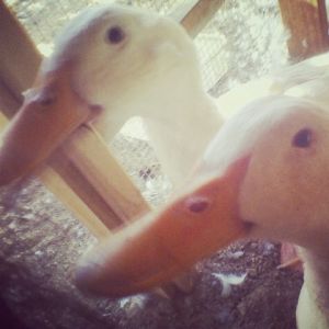 My quack quacks <3