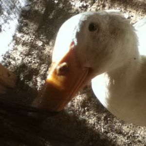 Duckie eating my hair haha :)