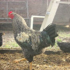 7 month old Olive Egger cockeral
