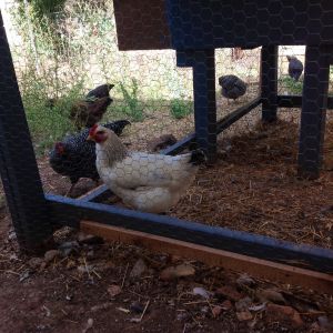 Injured Delaware hen, she was in the run during the day while the flick was out free ranging, She stayed in the smaller coop that is also enclosed in the run with the main coop.