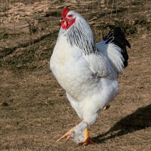 Hector the biggest rooster on the planet~ just keeps growing ~ dinosaur genes!