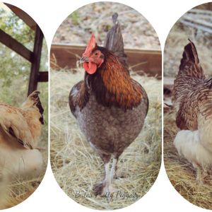 My current three. First (left) is an Americana x Silver Laced Wynadotte, second (middle) is Henry, a blue Maran, last (right) is a pure Silver Laced Wynadotte, or at least thats what I was told.