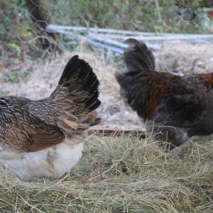 Henry and one of the hens