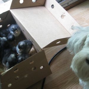 The day I brought home my 11 day old Barred Rock chicks and my dog Pookie.