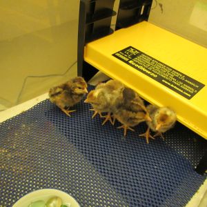 Cream Legbars hatched 12/22/14