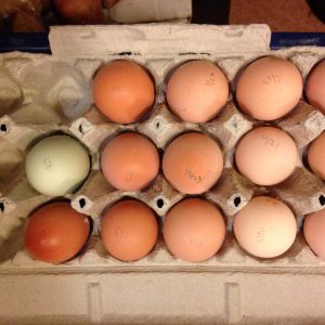 14 eggs laid out of 23 hens -12/23