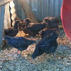Young Barred Rock hens