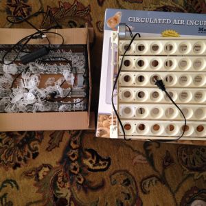 box of incubators, the one called farm innovation is one year old and comes with instruction booklet, electric candle light, rocker bed and circulated air system.  The older box is a Little Giant and can be used as a warmer for a few days till the chicks are dried.